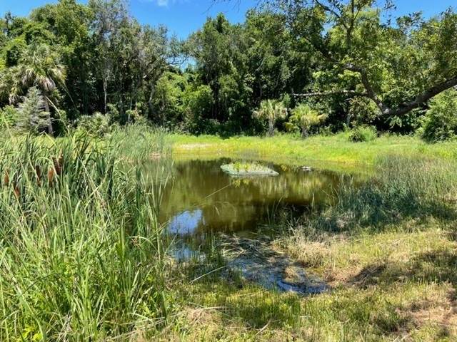 N15 St Pond 137050 cover