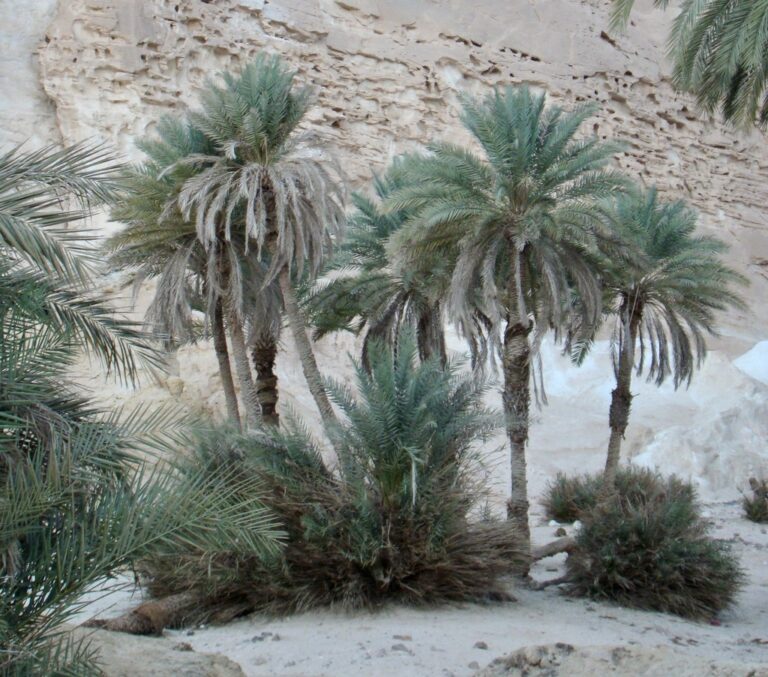Date Palm iNat 768x677