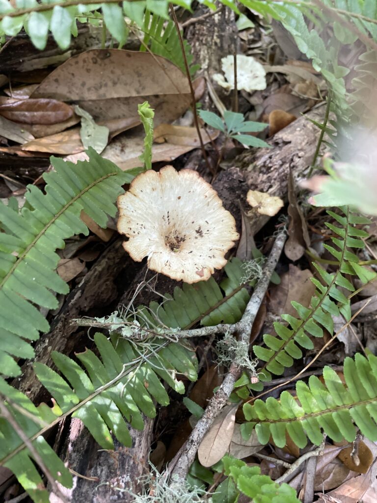 cymatoderma caperatum nissen wood 768x1024