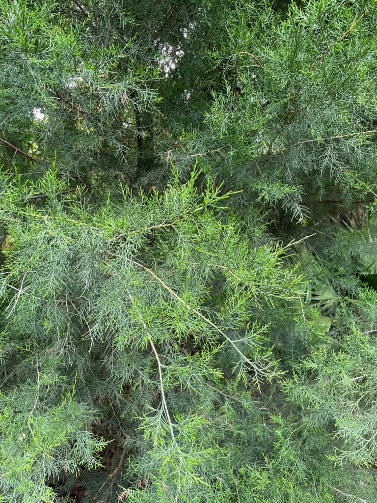 juniperus virginiana eastern redcedar nissen wood 1 768x1024