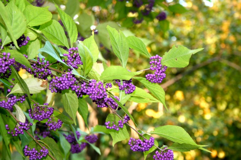 AmericanBeautyberry normherr 768x512