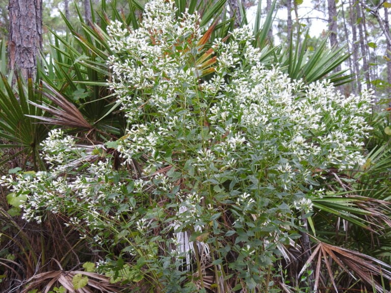 Groundsel Tree Yann Kemper 768x576