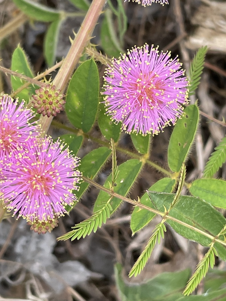 Littleleaf Sensitive Briar gillydilly