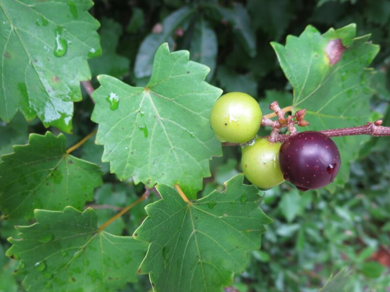 Muscadine nonbinary naturalist 768x576