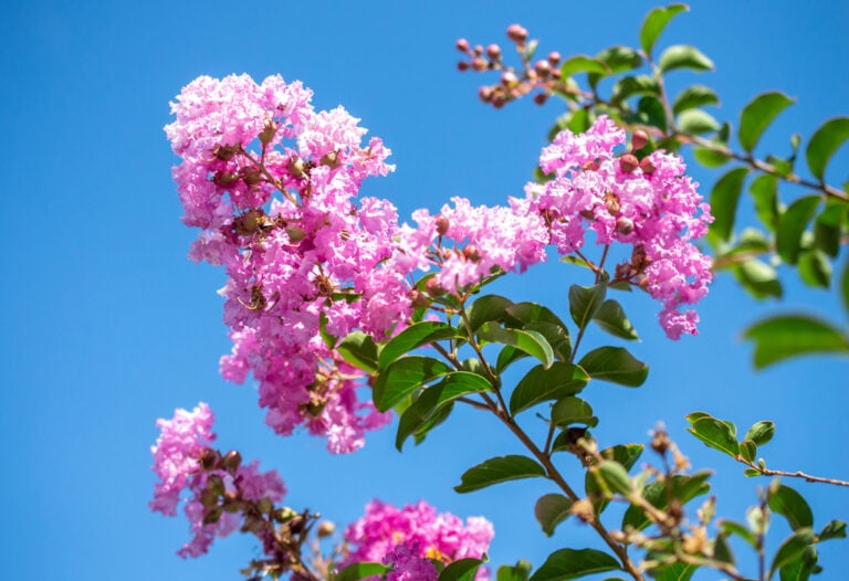 crapemyrtle whaldener endo 768x526