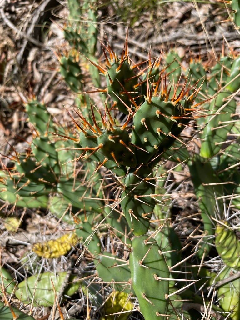 creepingcactus gillydilly