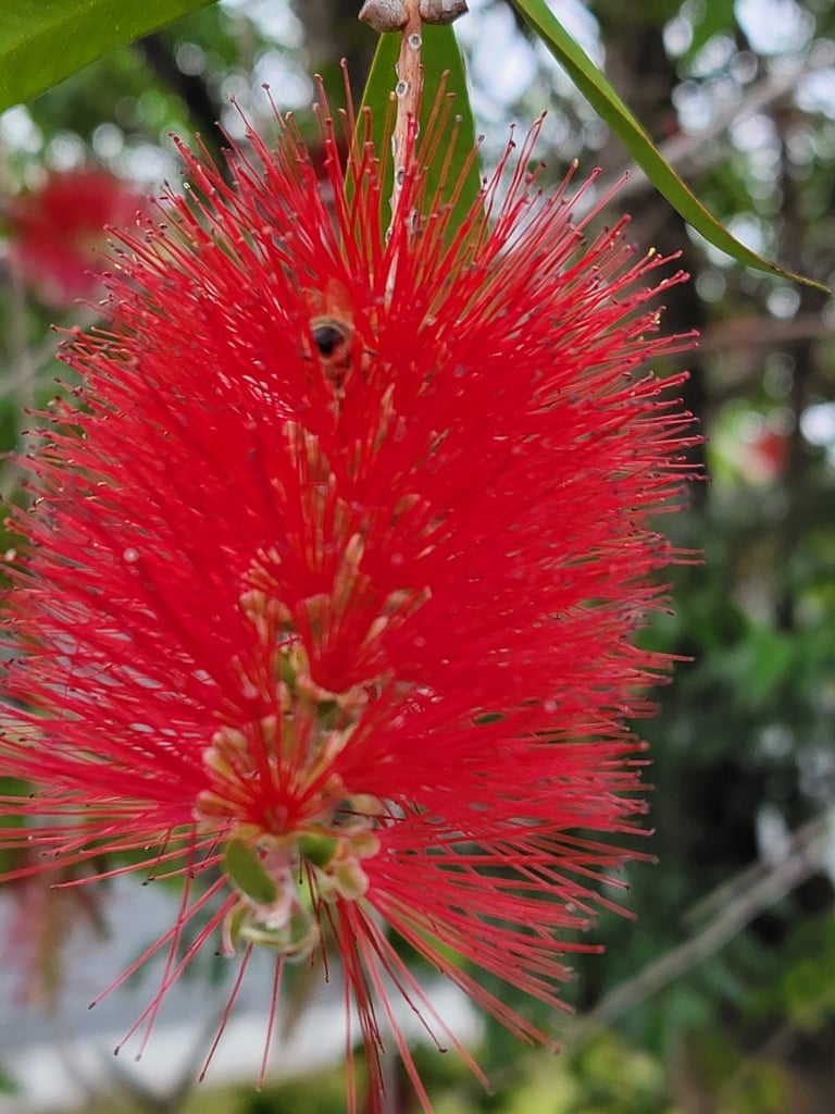 crimsonbottlebrush christinebraaten