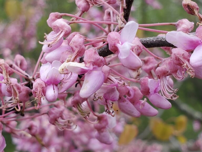 easternredbud craigmartin 768x576