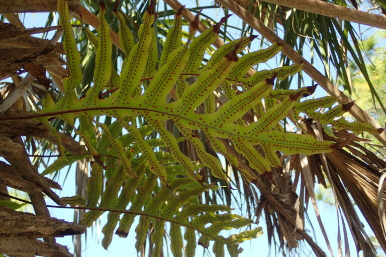 goldenpolypody autrpy 768x512