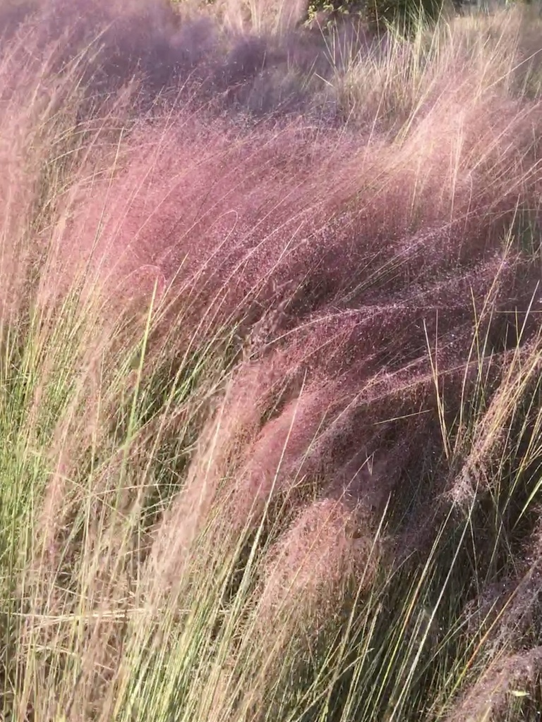 hairawnmuhly airakalanr