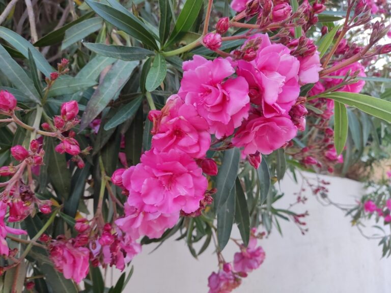oleander altctrl 768x576