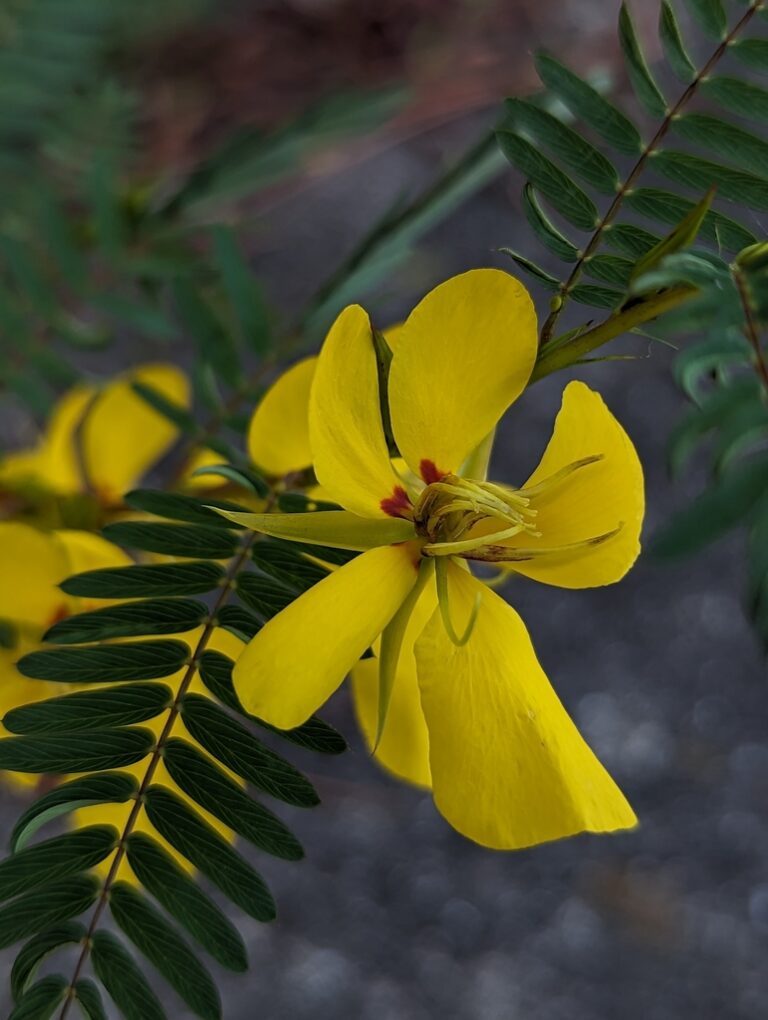 partridgepea bogcheetos 768x1020