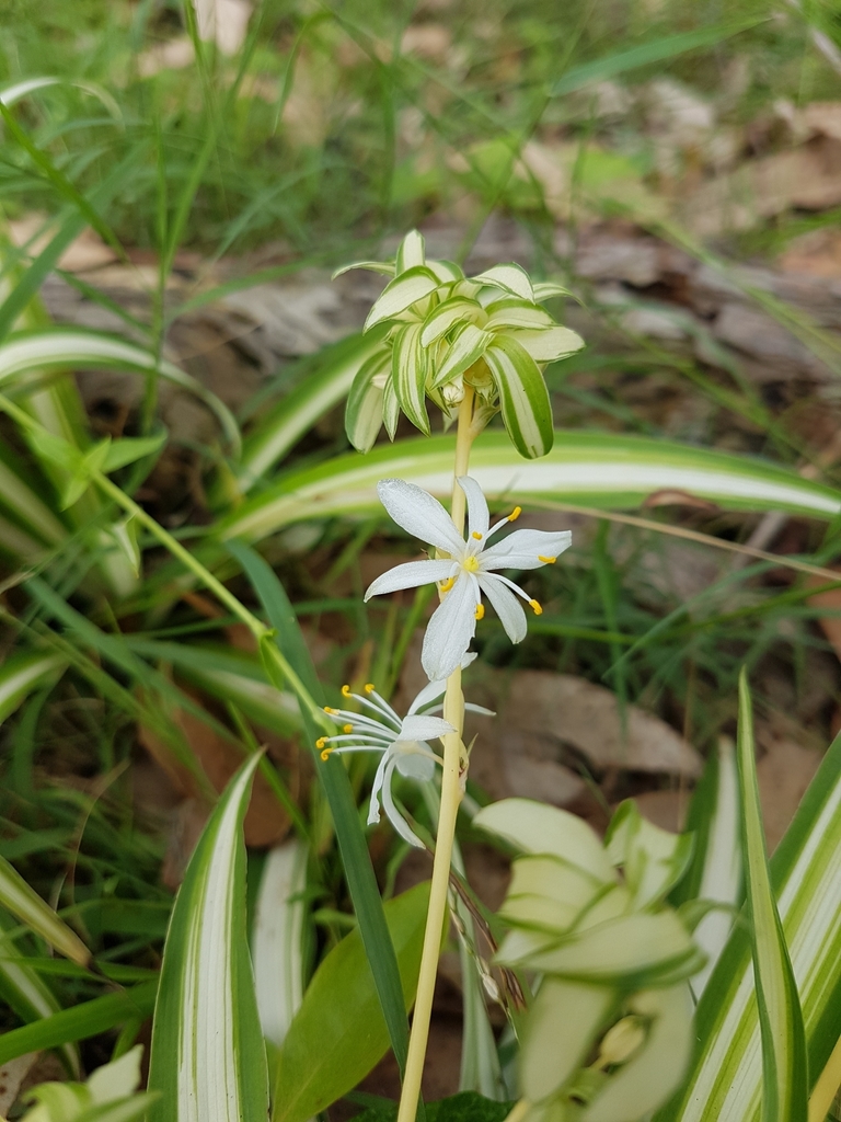 spiderplant floydwafer