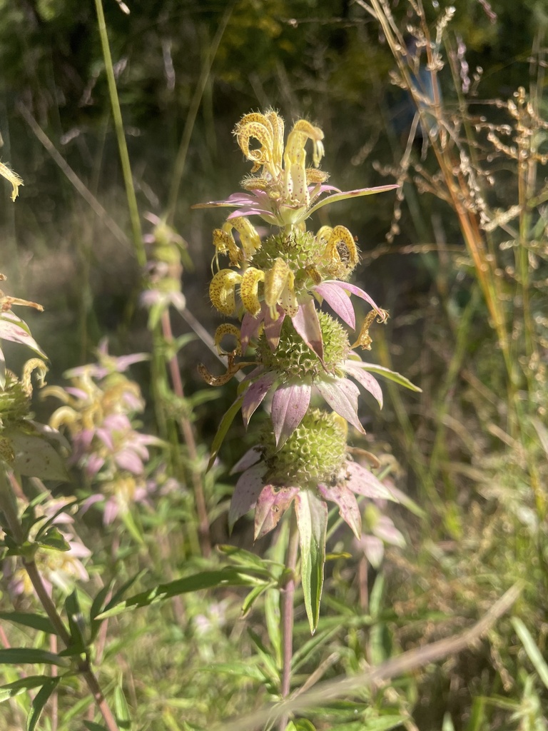 spottedhorsemint branwhee