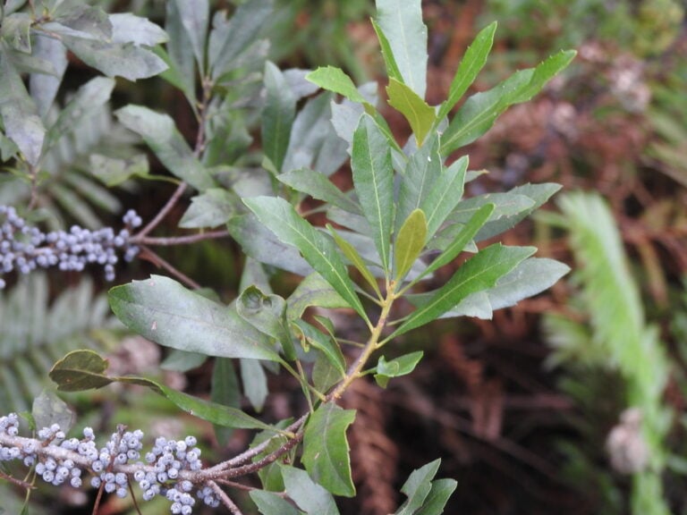 waxmrytle kemper2 768x576