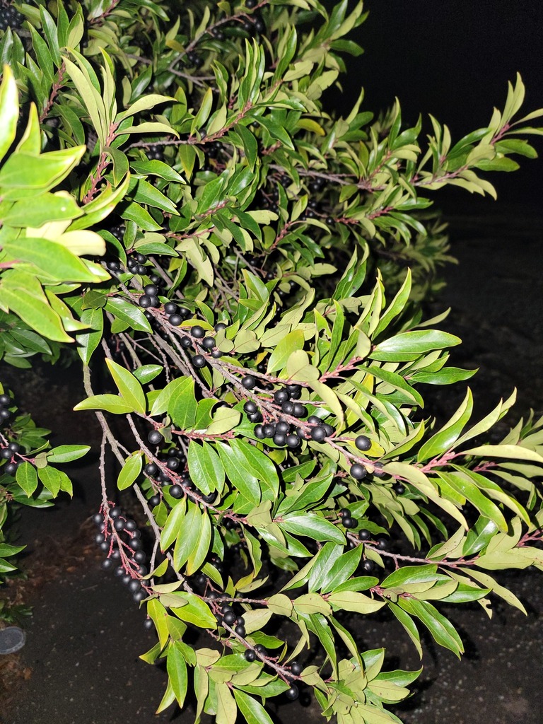 Carolina Laurelcherry chia