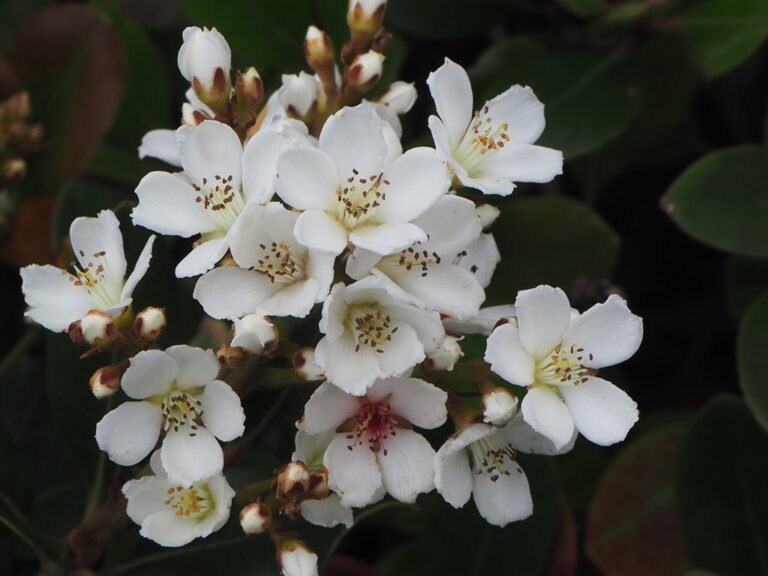 Indian Hawthorn leaf0605 768x576