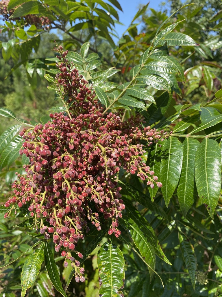 Shining Sumac dianneford