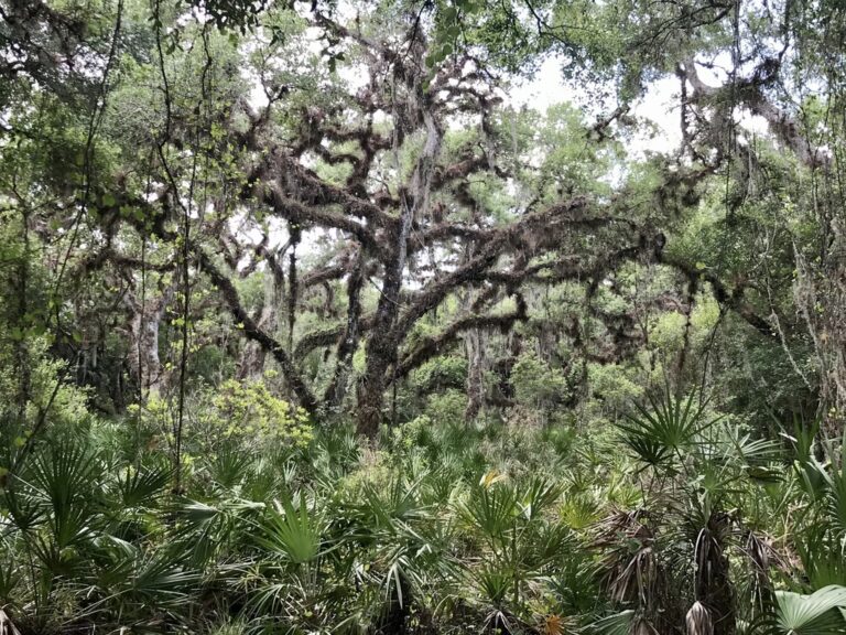 Southern Live Oak janneydo 768x576