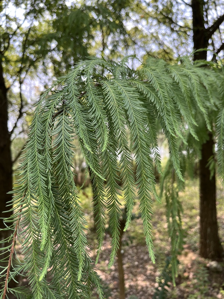 Baldcypress rmounce
