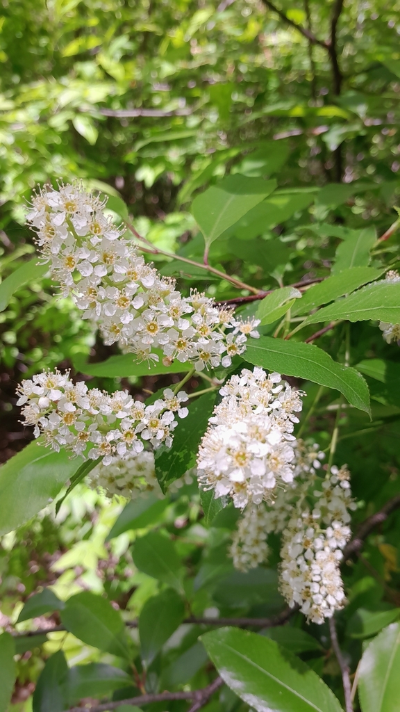Black Cherry termeszet