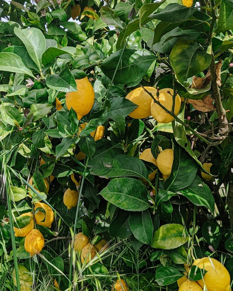 Citrus x limon brunopy 768x960