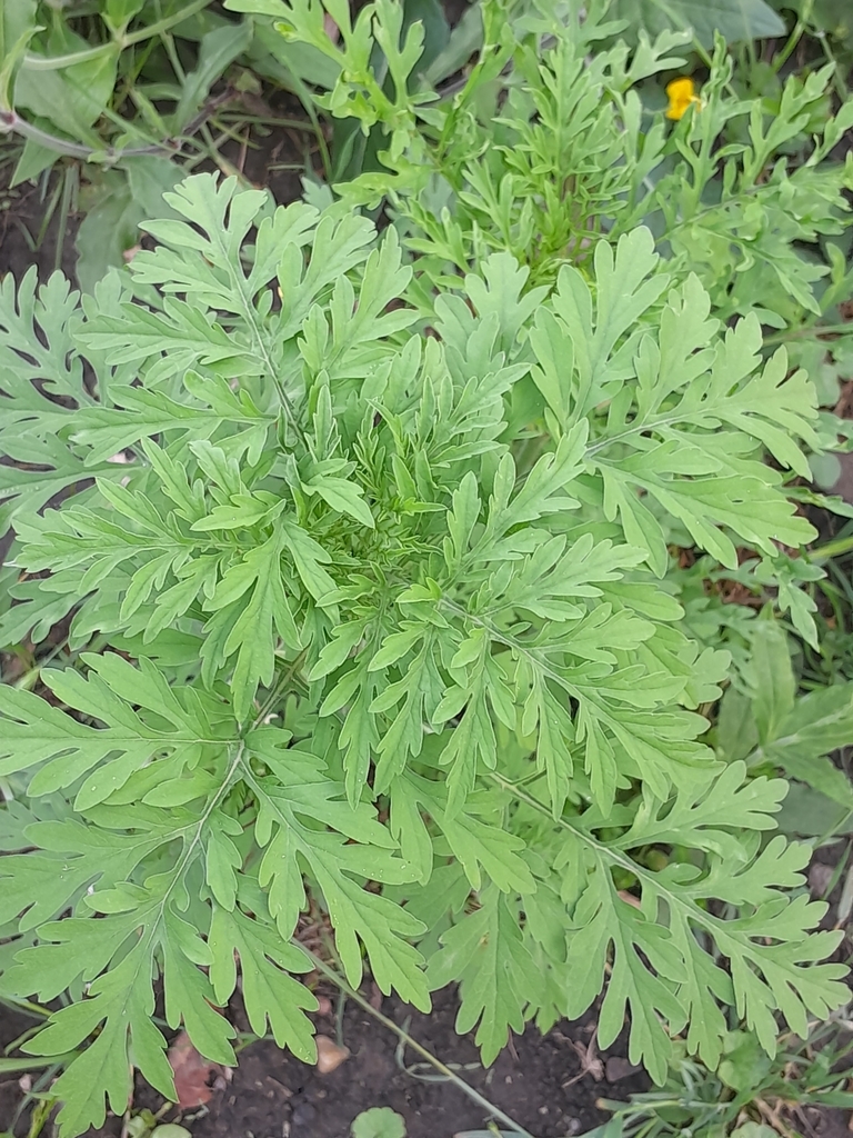 Common Ragweed termeszet1