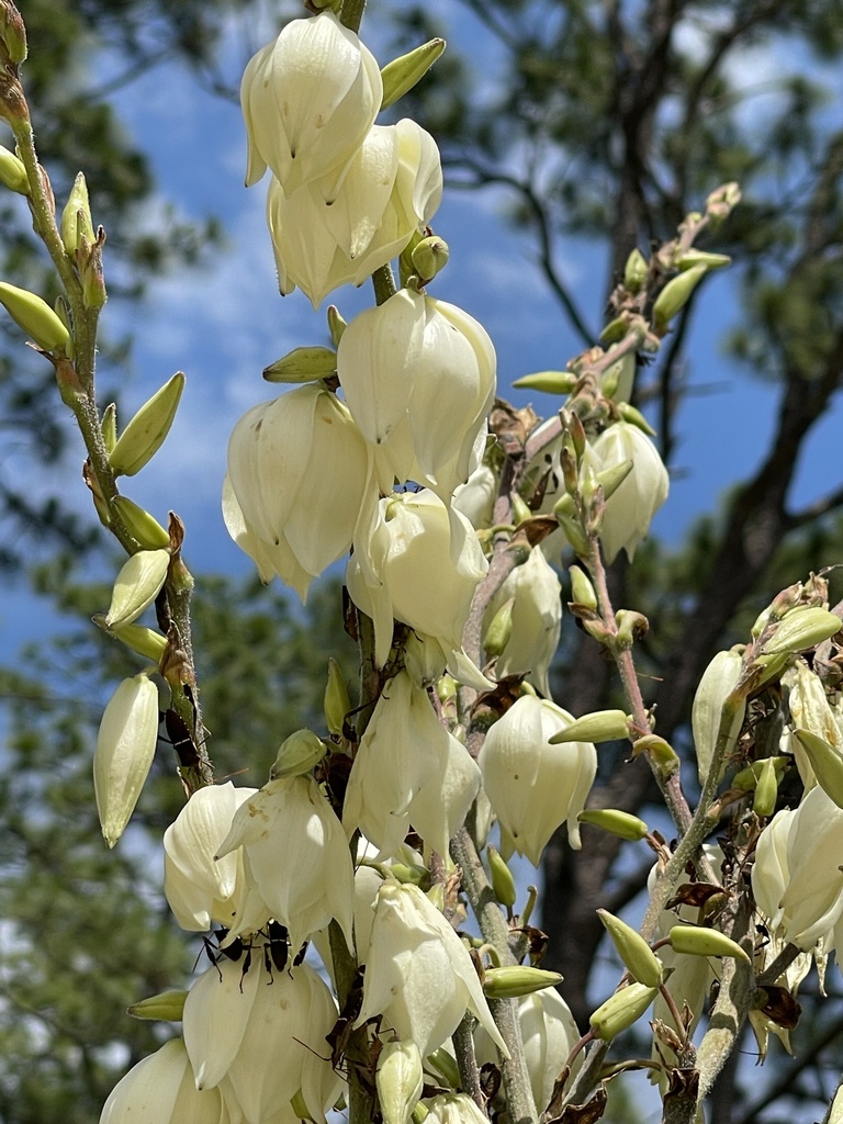 Common Yucca Ingolfaskevold 2