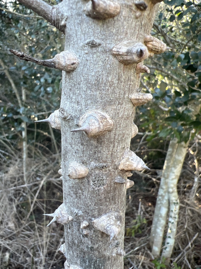 Hercules club whiteoak