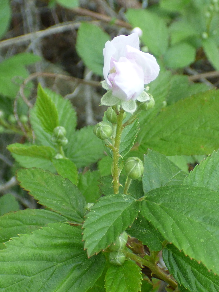 Pennslyvania Blackberry