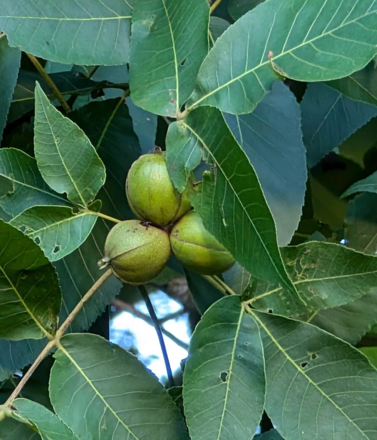 Pignut Hickory alan prather 768x896