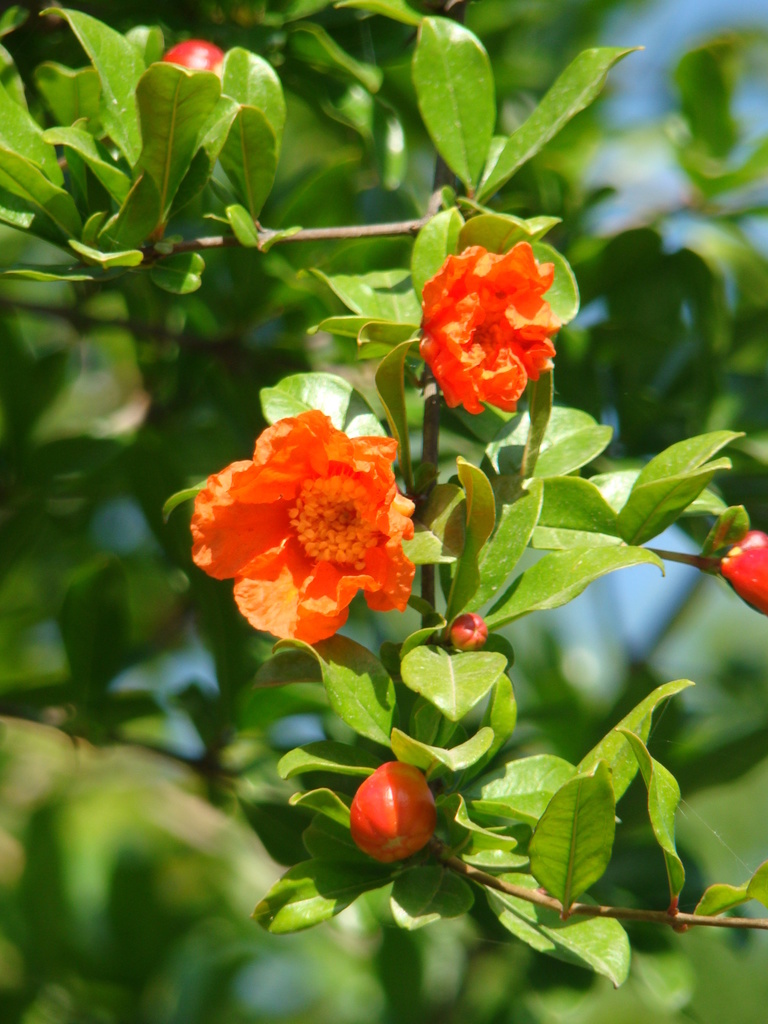 Pomegranate jeanpaulboerekamps2