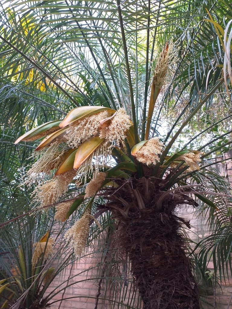 Pygmy Date Palm e g