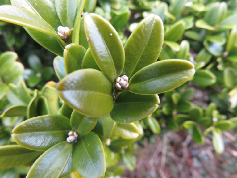 Small leaved box belvedere04 768x576