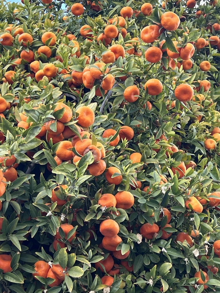 Tangerine helmas