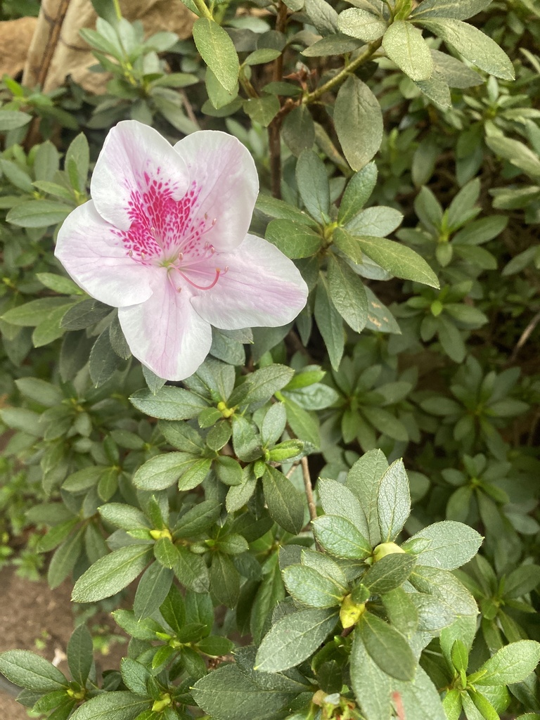 Tsitsusi Azelea prince za