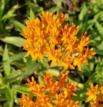butterfly weed