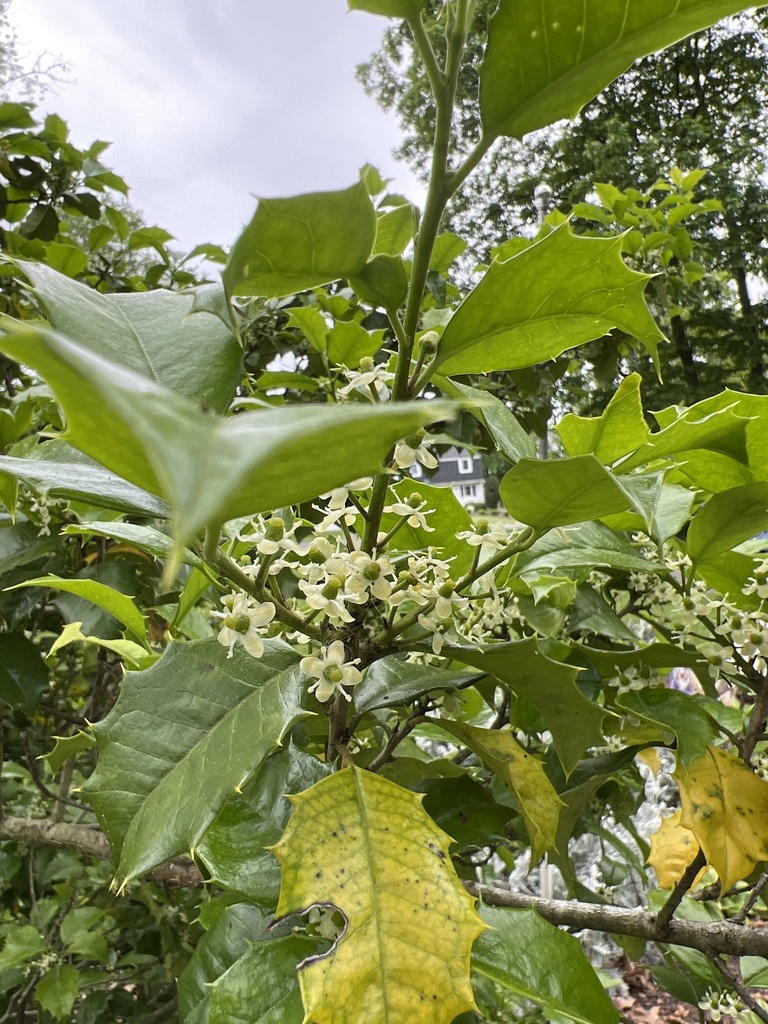 American Holly deannawillistonofs