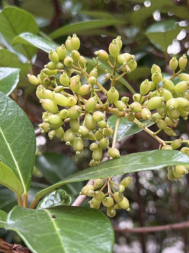 Awabuki Viburnum jianstargazer 3