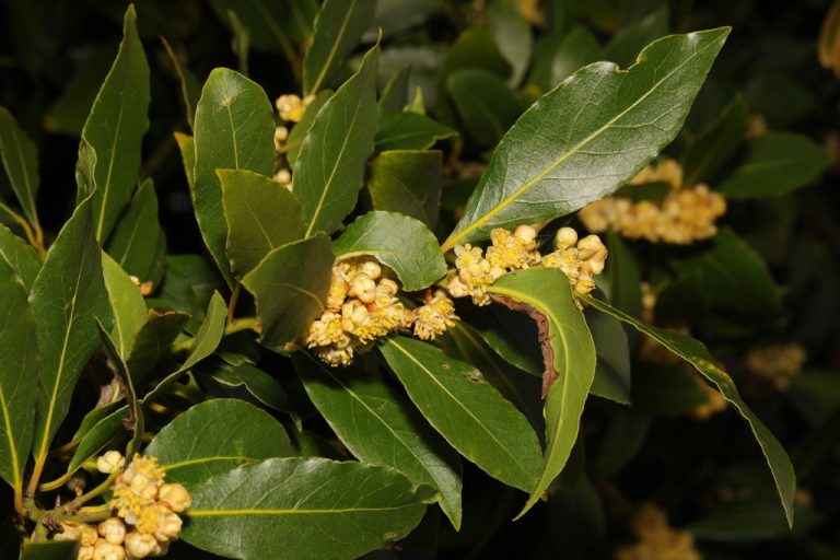 Bay Laurel steve mcwilliam 768x512