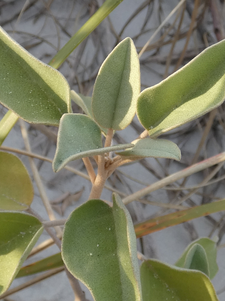 Beach Croton kcthetc1