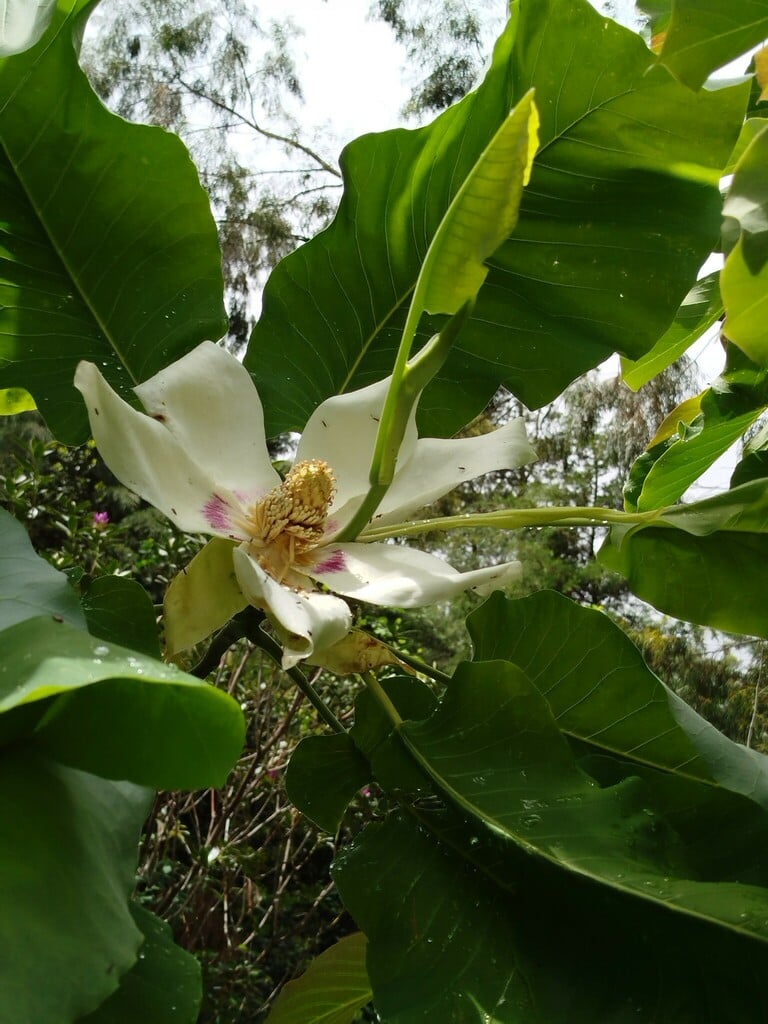 Bigleaf Magnolia ruv321 1