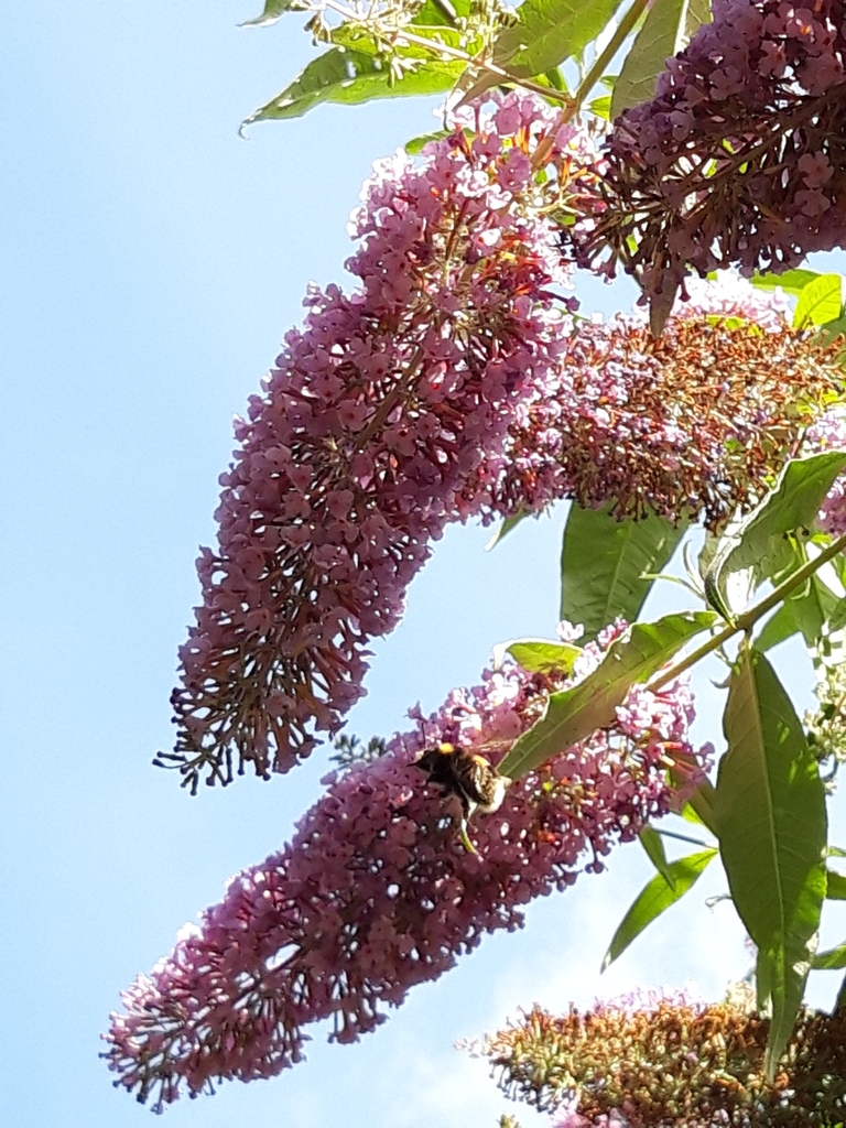 Butterfly bush cedaiel81 2