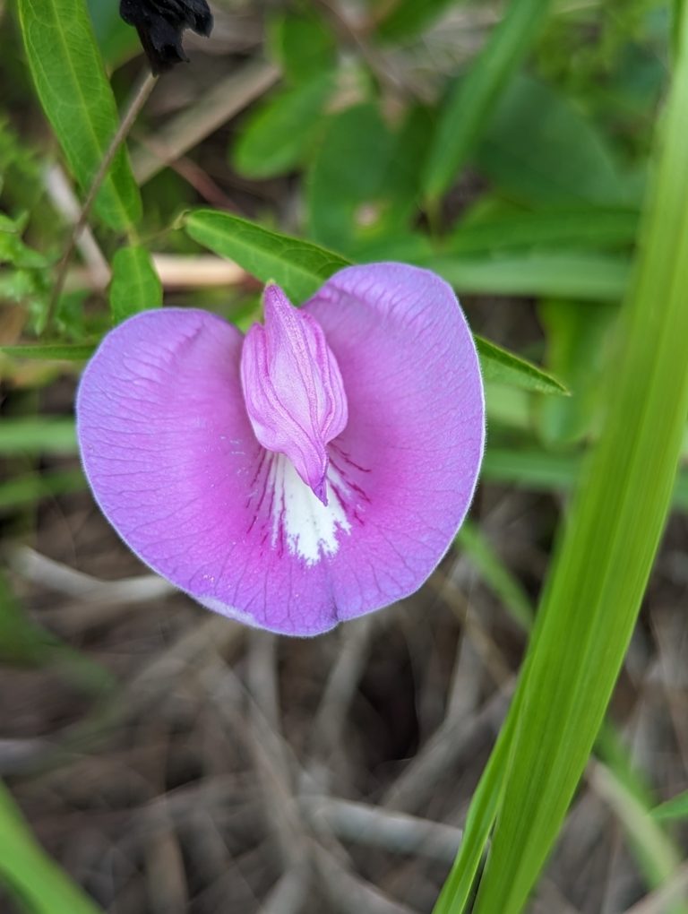 Butterfly pea bogcheetos 768x1020