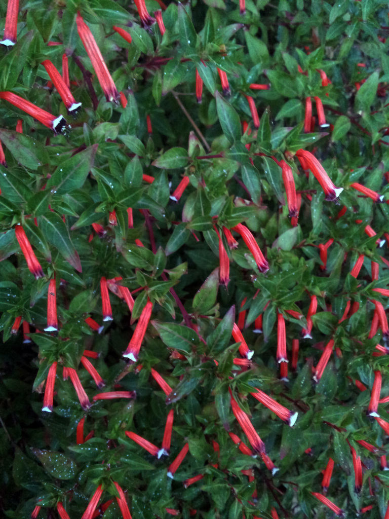CIgar Plant pjd1