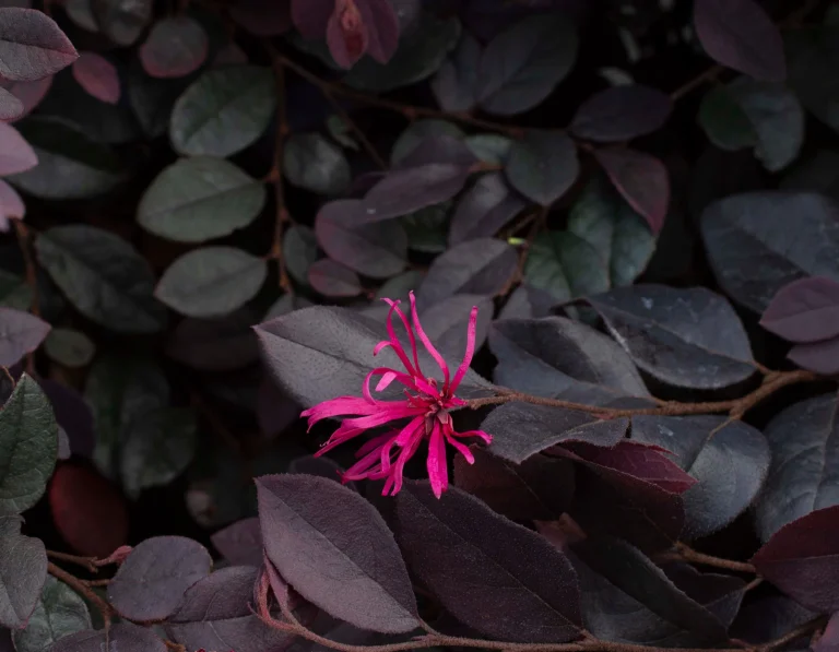 Cerise Charm Loropetalum starrosesandplants 2 768x597