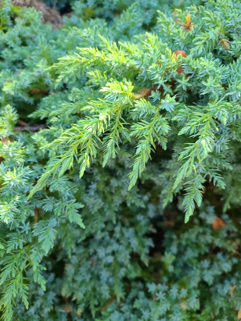 Chinese Juniper ellen w