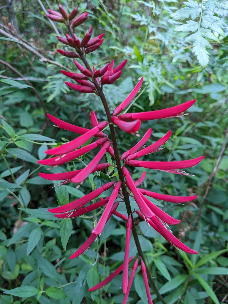 Coral Bean eradami