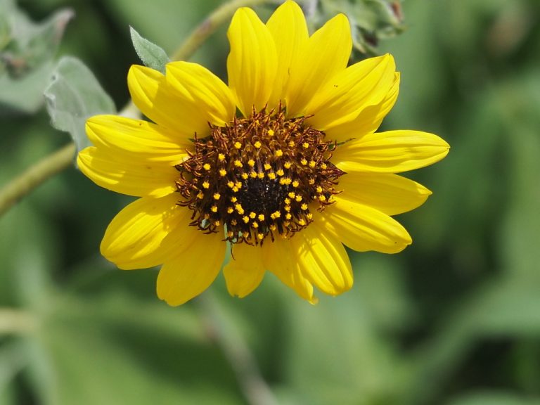 Cucumberleaf Sunflower leaf0605 768x576