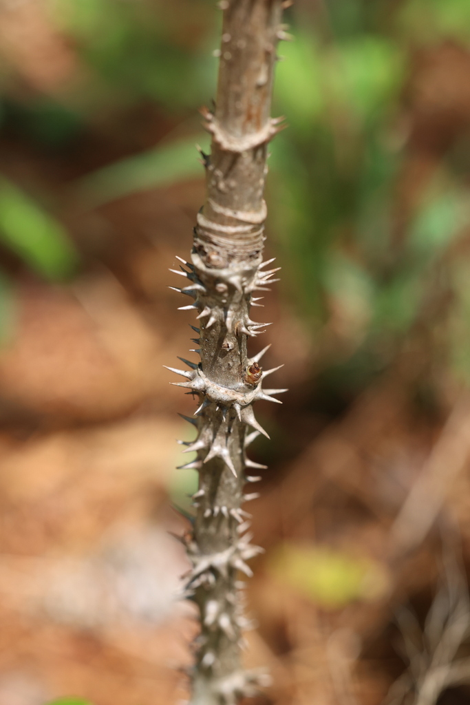 Devils Walkingstick craigmartin